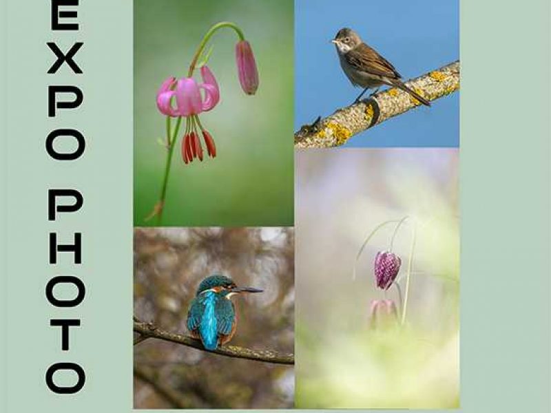 Exposition « Oiseaux et fleurs de nos terroirs »