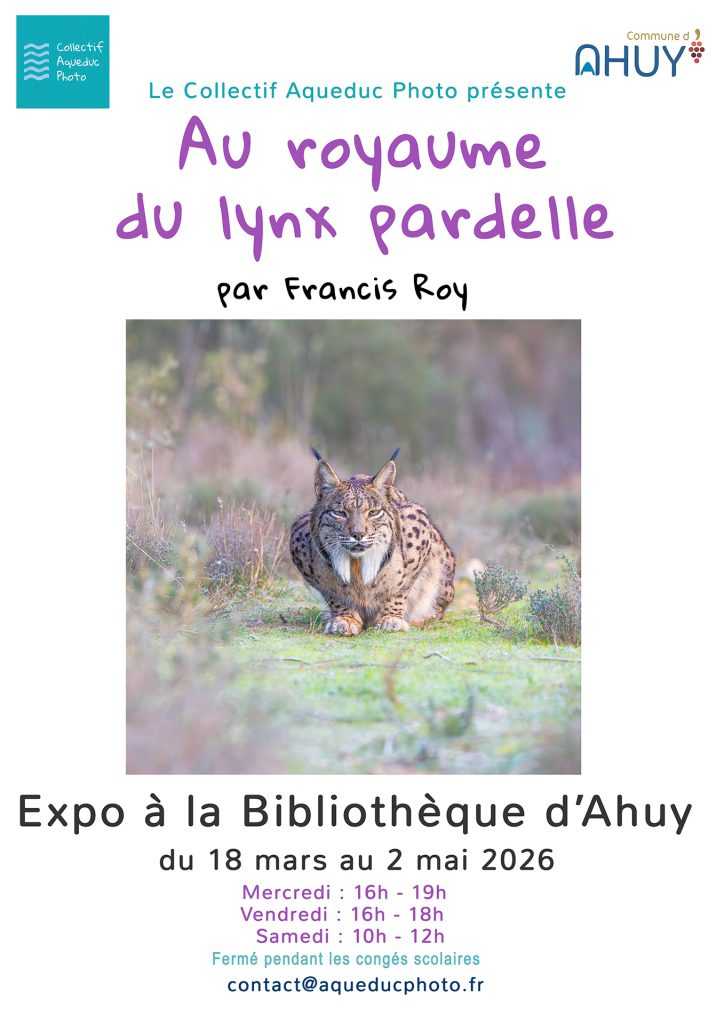Affiche lynx